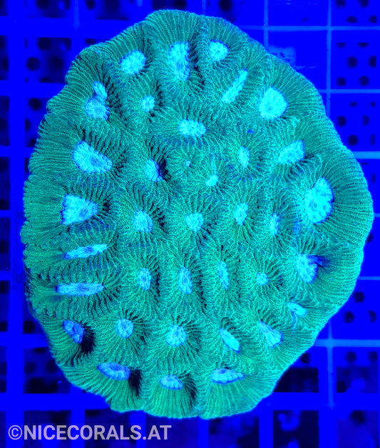 Goniastrea