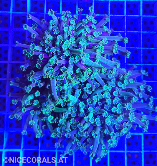Alveopora