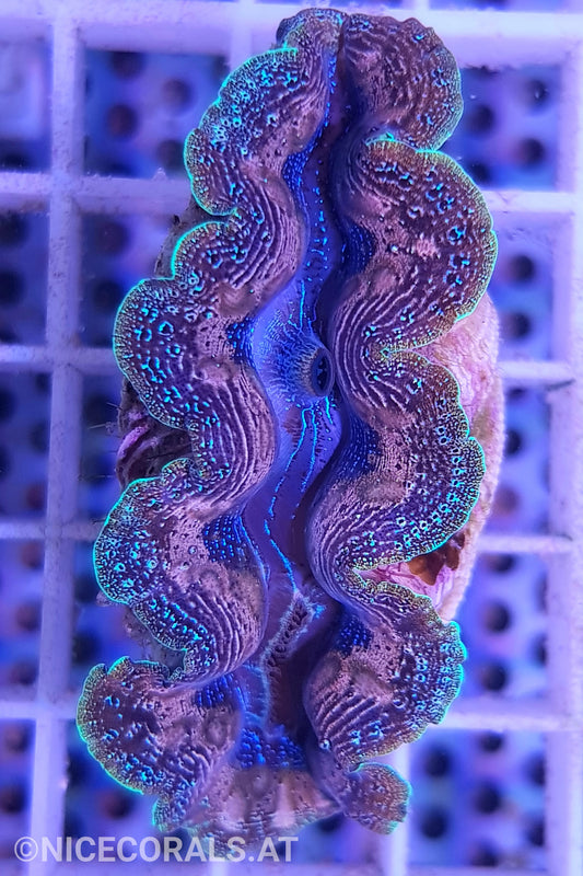 Tridacna crocea 5cm