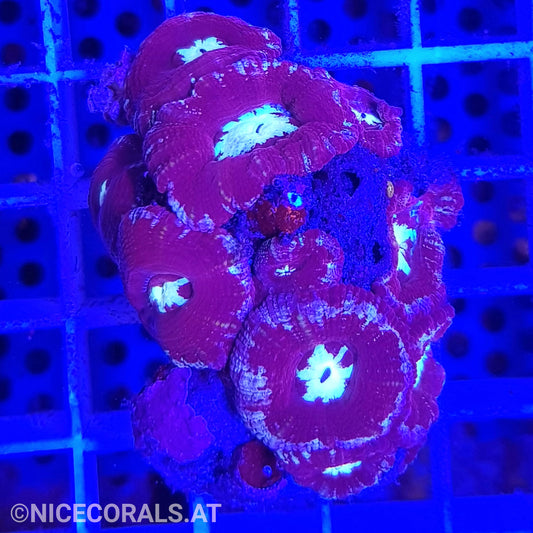 Acanthastrea