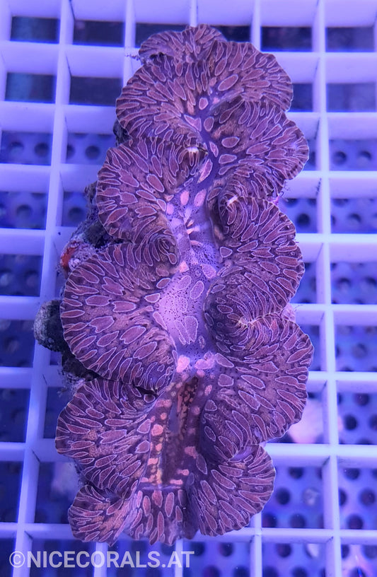 Tridacna Maxima Tear Drop 8 cm +