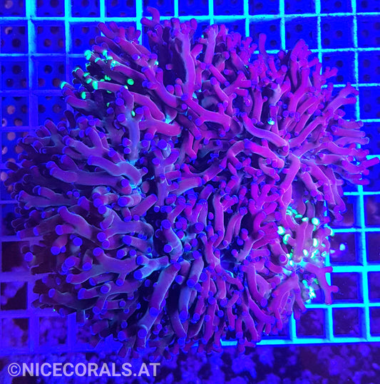 Euphyllia Paradivisa 4-5 Heads