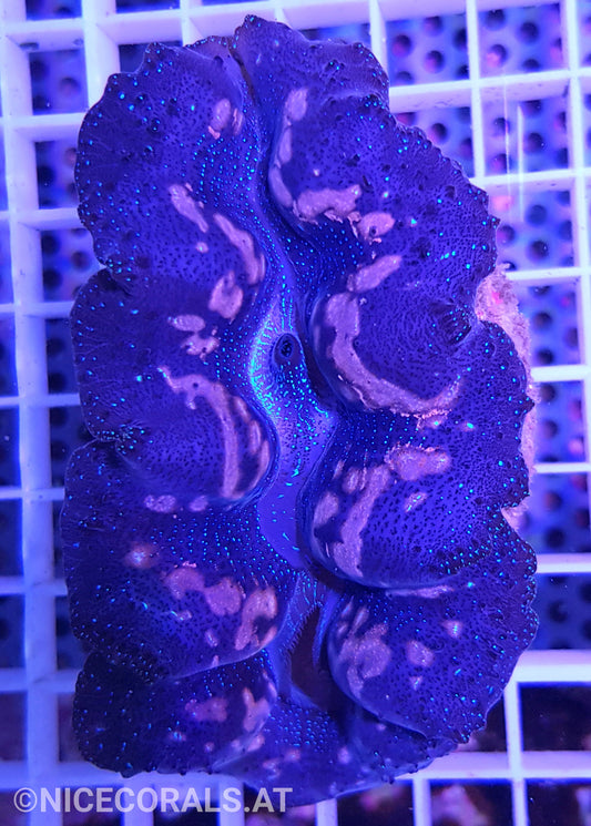 Tridacna crocea 9cm