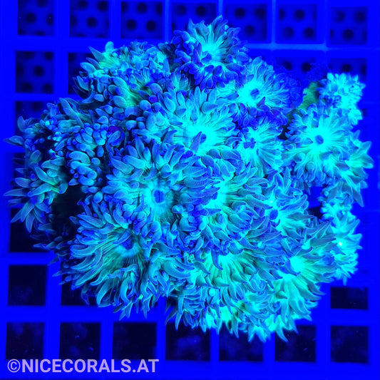 Duncanopsammia axifuga