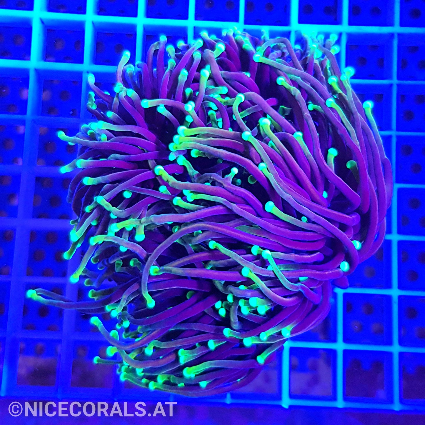 Euphyllia Dragonsoul 4 Heads