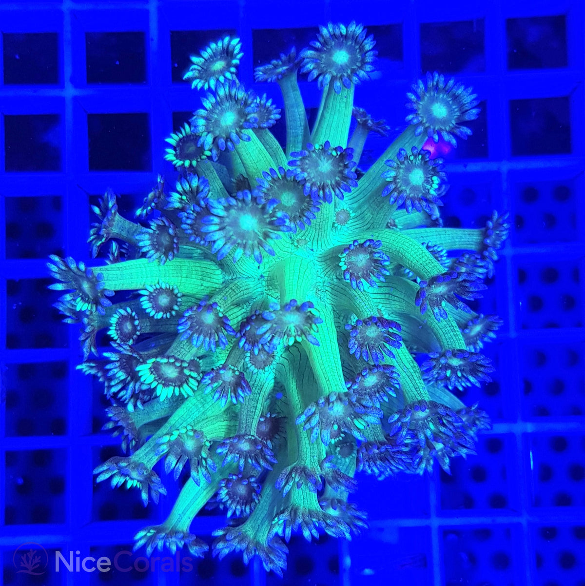 Goniopora