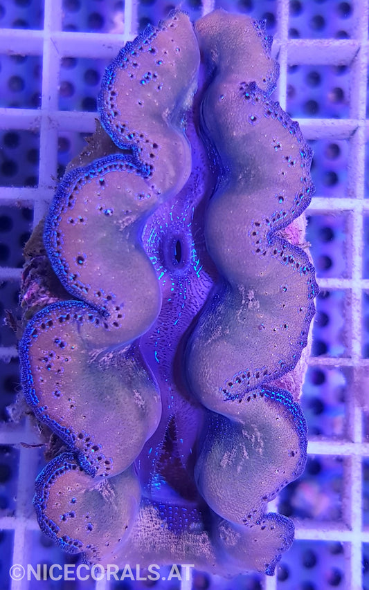 Tridacna crocea 8cm