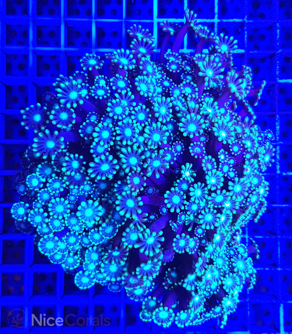 Alveopora