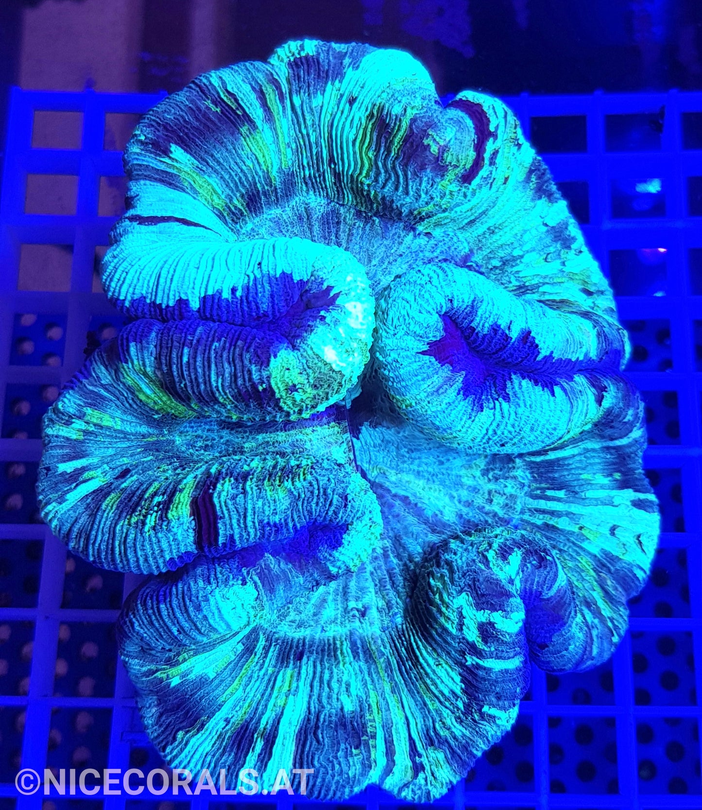 Trachyphyllia