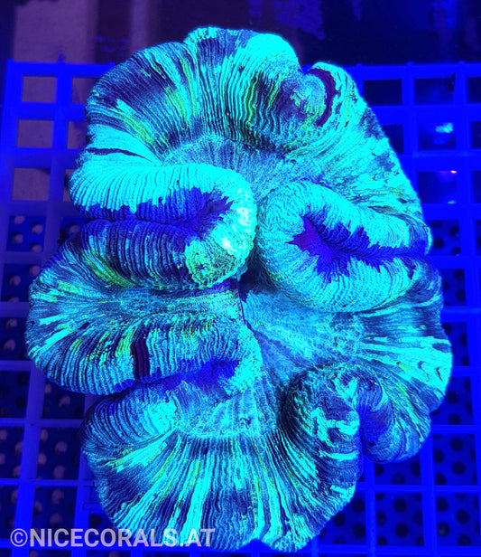Trachyphyllia