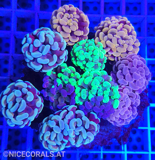 Euphyllia Paraancora Mix