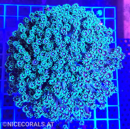 Goniopora XXL