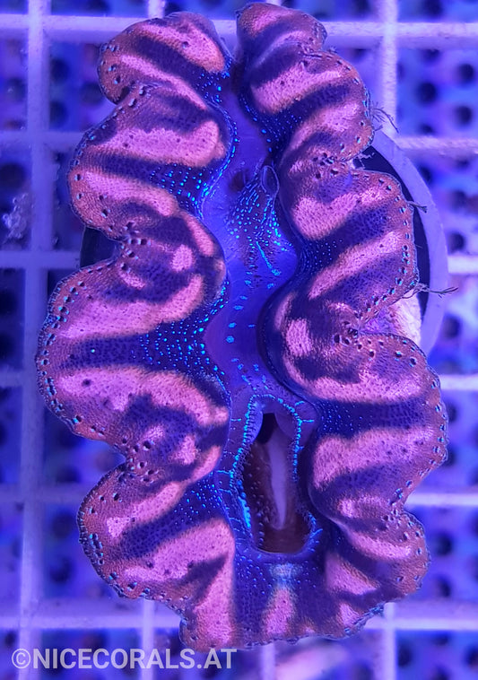 Tridacna crocea 5cm