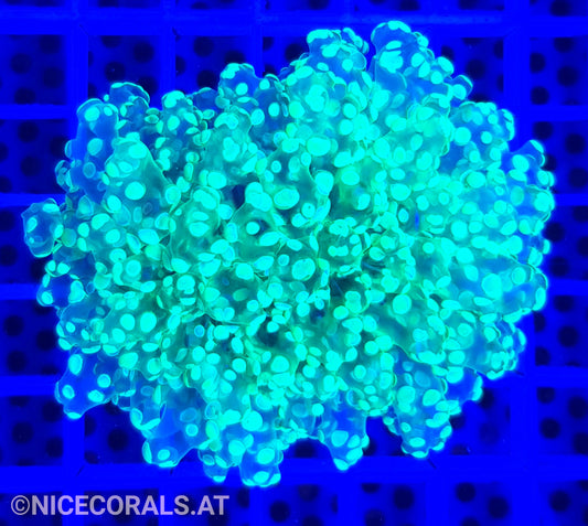 Euphyllia Divisa Metallic Green