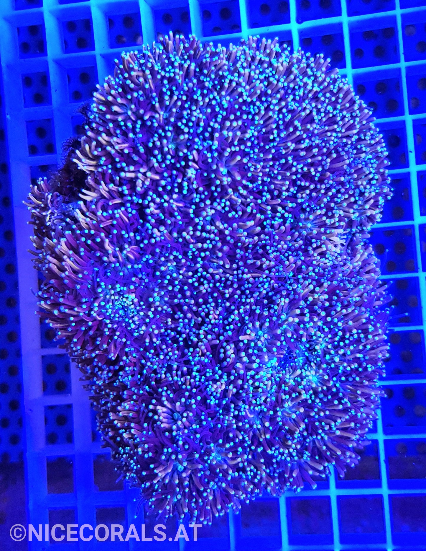 Galaxea Rainbow