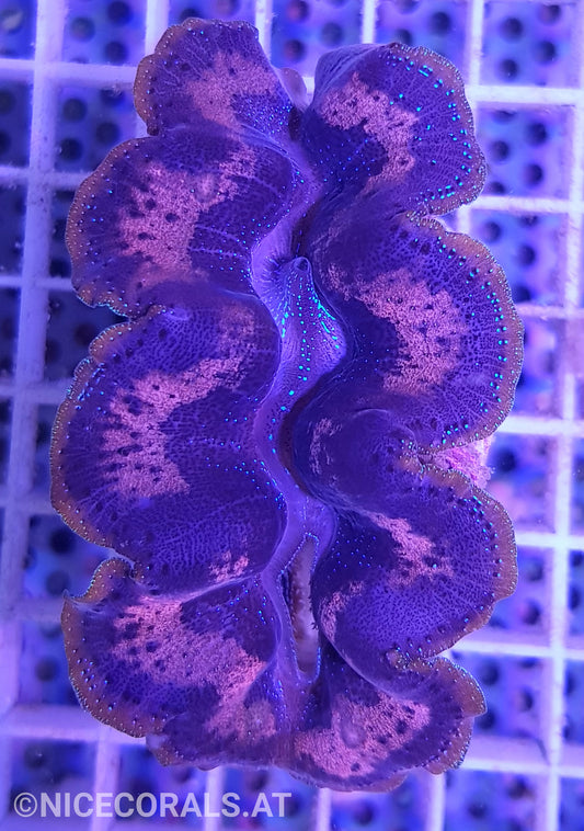 Tridacna crocea 6cm
