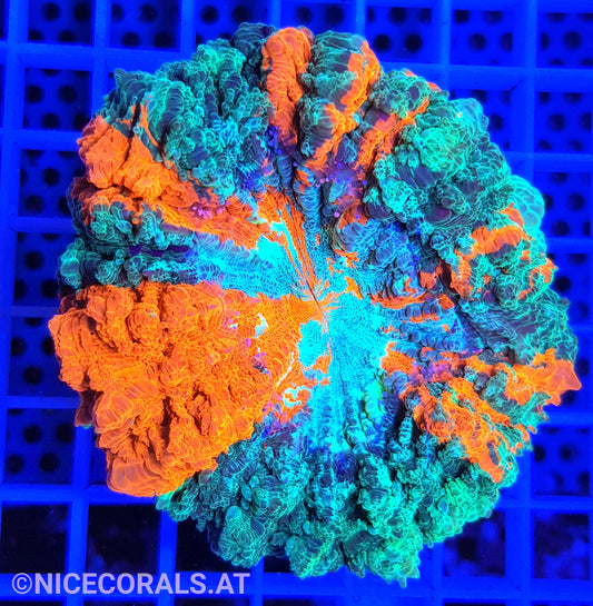 Cynarina SP. Acanthophyllia