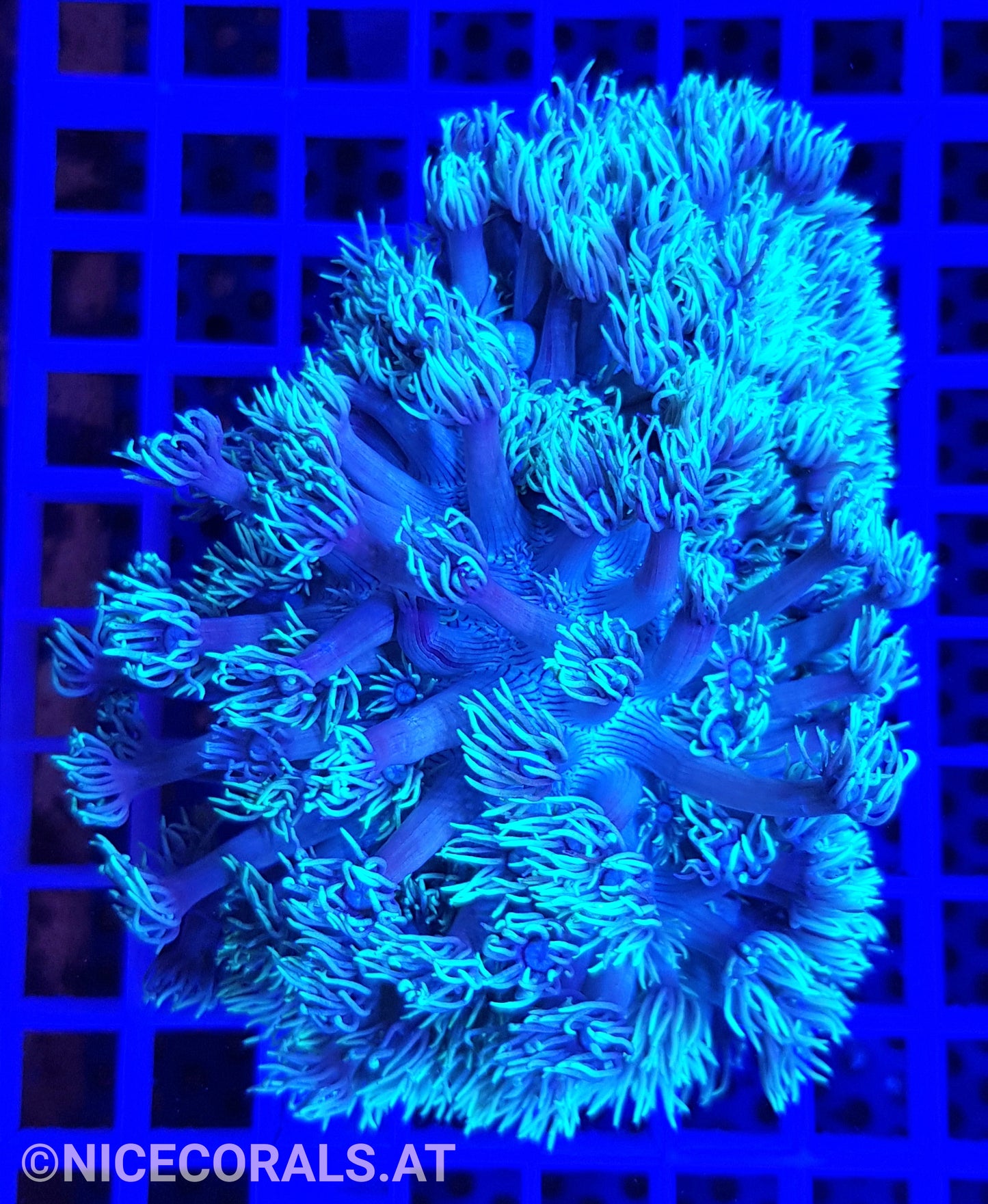 Goniopora