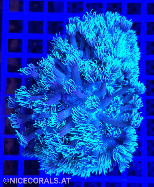 Goniopora