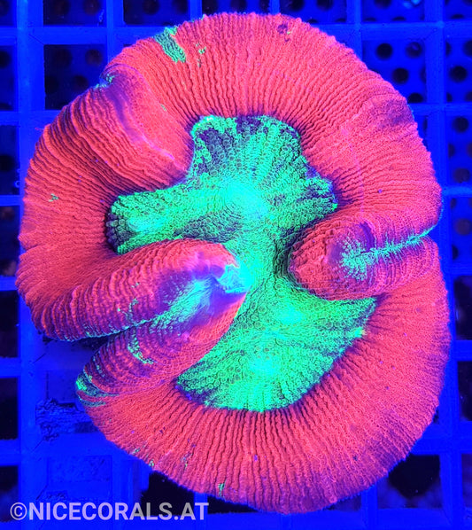 Trachyphyllia