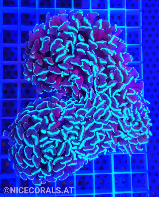 Euphyllia ancora