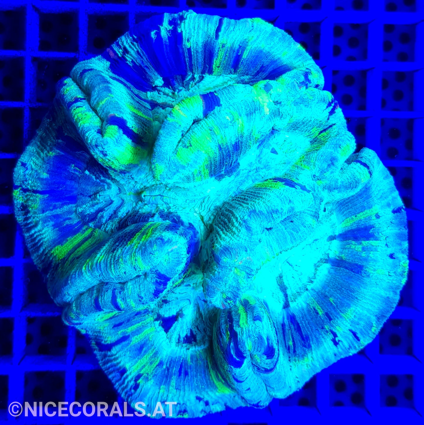 Trachyphyllia Metallic Green