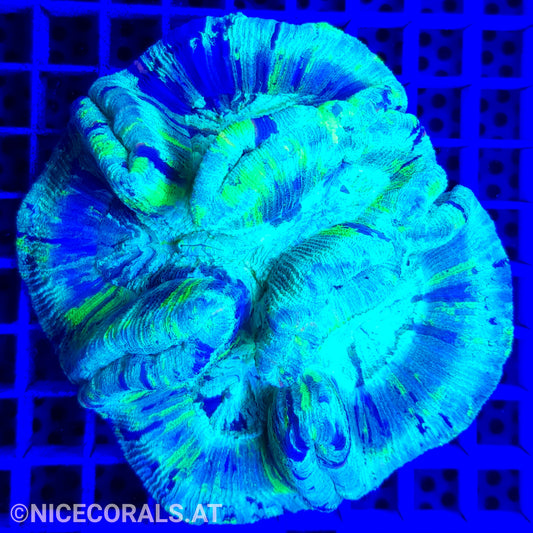 Trachyphyllia Metallic Green