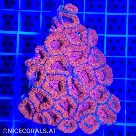 Acanthastrea