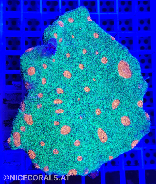 Acanthastrea