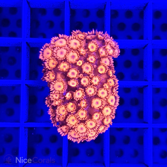Goniopora