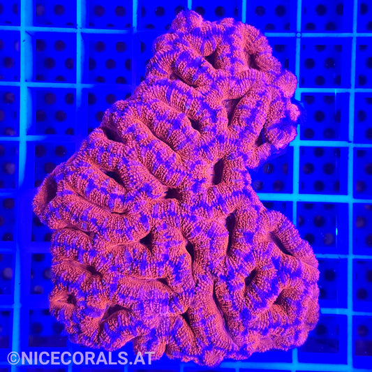 Acanthastrea