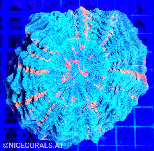 Cynarina SP. Acanthophyllia