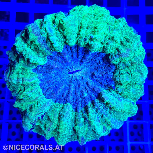 Cynarina SP. Acanthophyllia