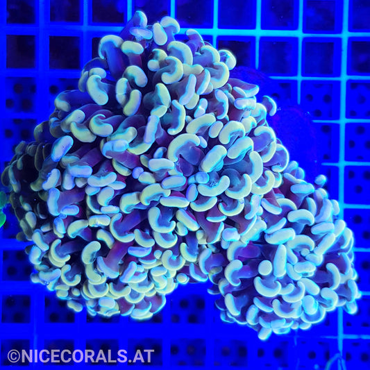 Euphyllia Paraancora Golden Nugget 4-5 Heads