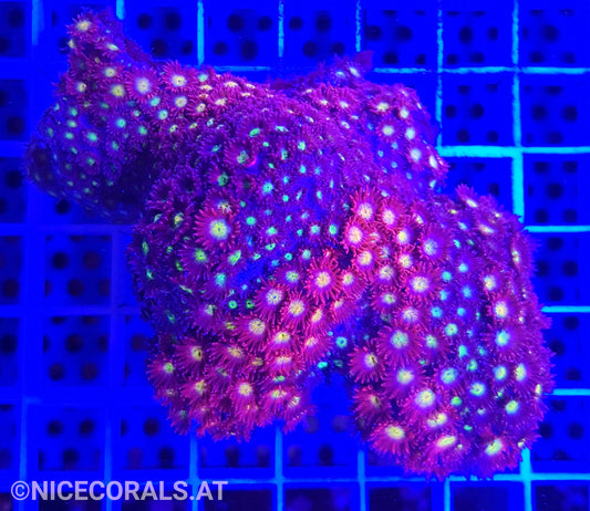 Goniopora