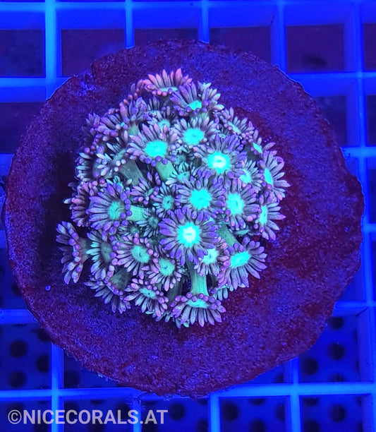 Goniopora Ultra