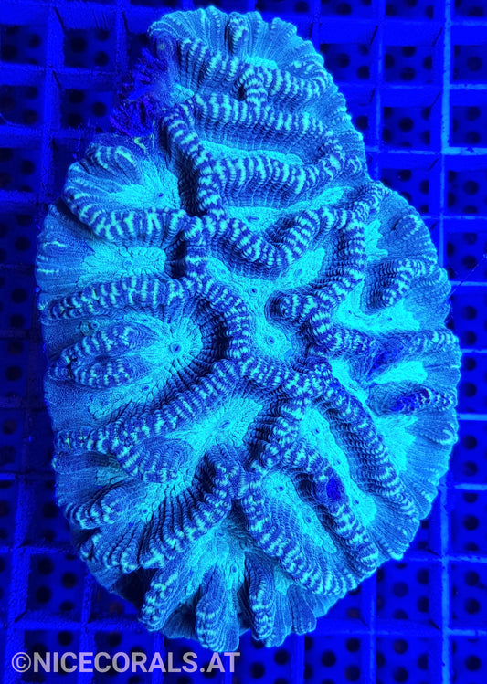 Oulophyllia