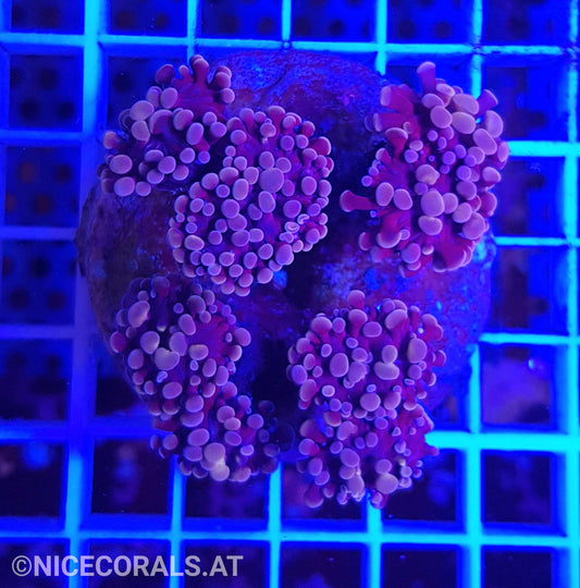 Euphyllia Paraancora 4-5 Heads