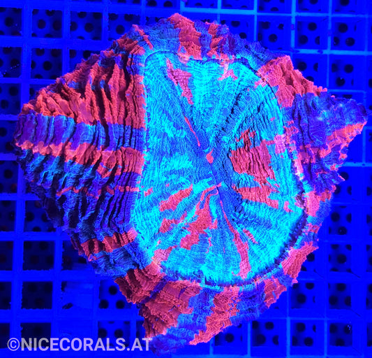 Cynarina SP. Acanthophyllia