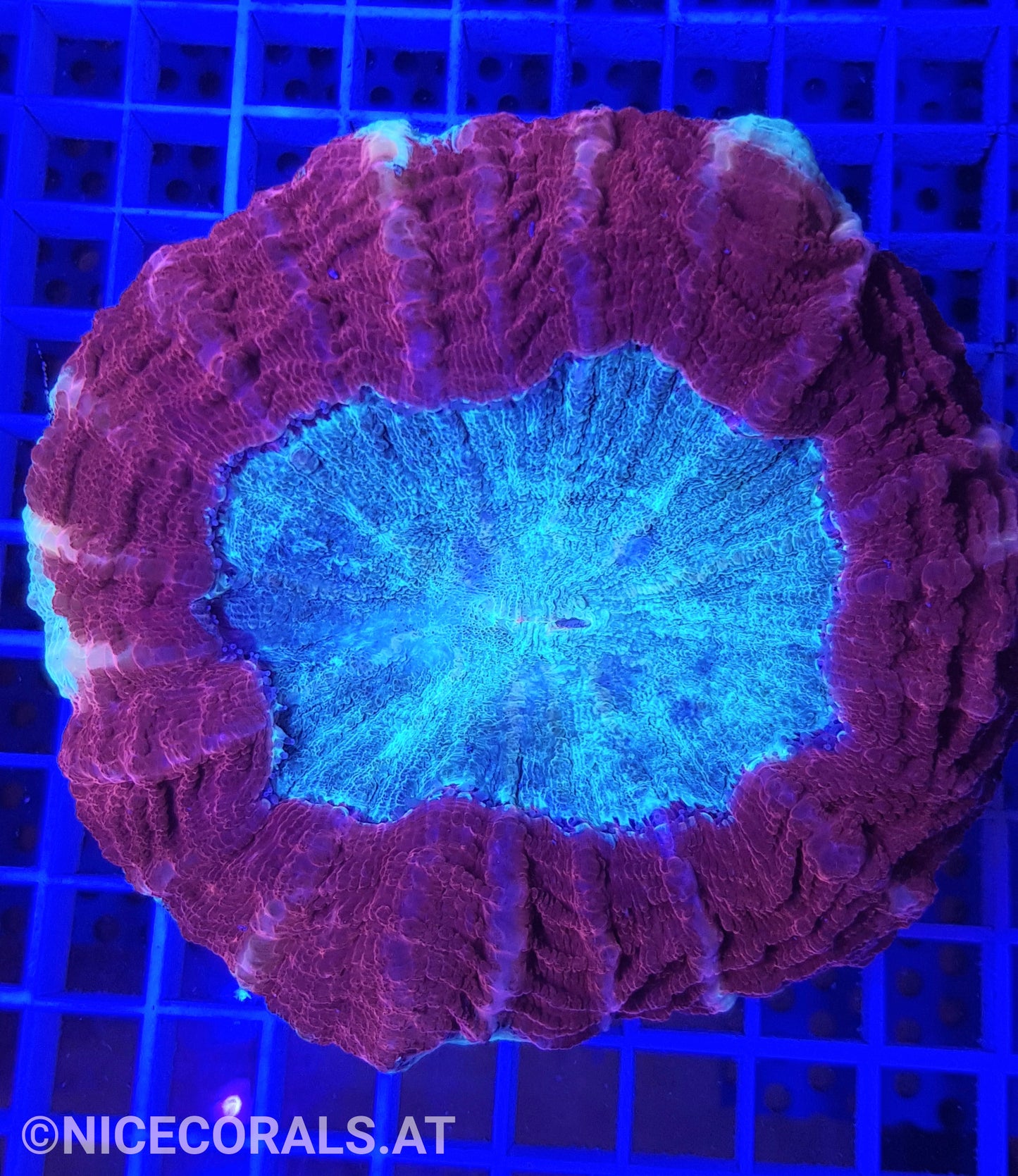 Cynarina sp. XXL