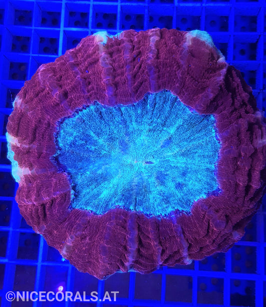 Cynarina sp. XXL