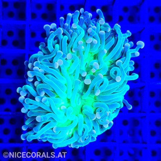Euphyllia Cristata