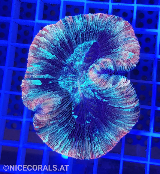 Trachyphyllia