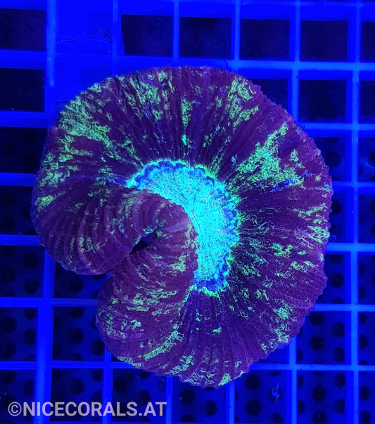 Trachyphyllia