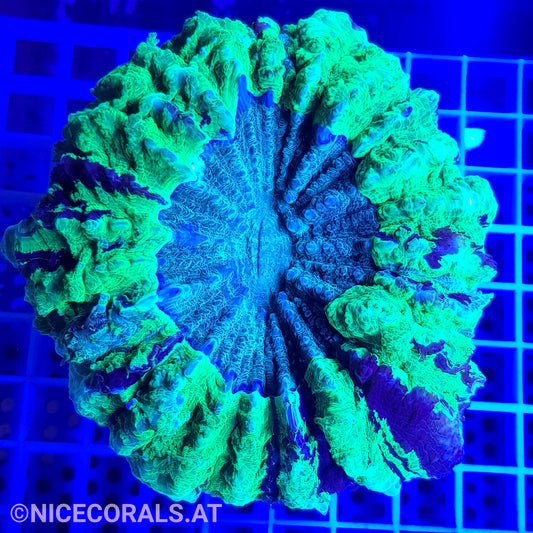 Cynarina SP. Acanthophyllia