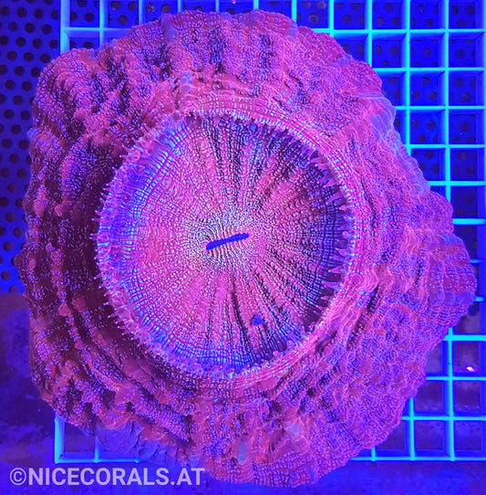 Cynarina SP. Acanthophyllia