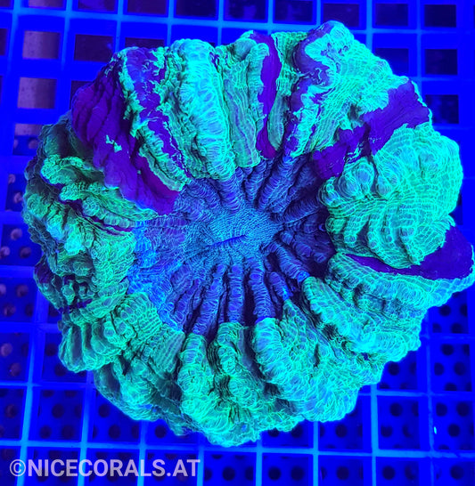 Cynarina SP. Acanthophyllia