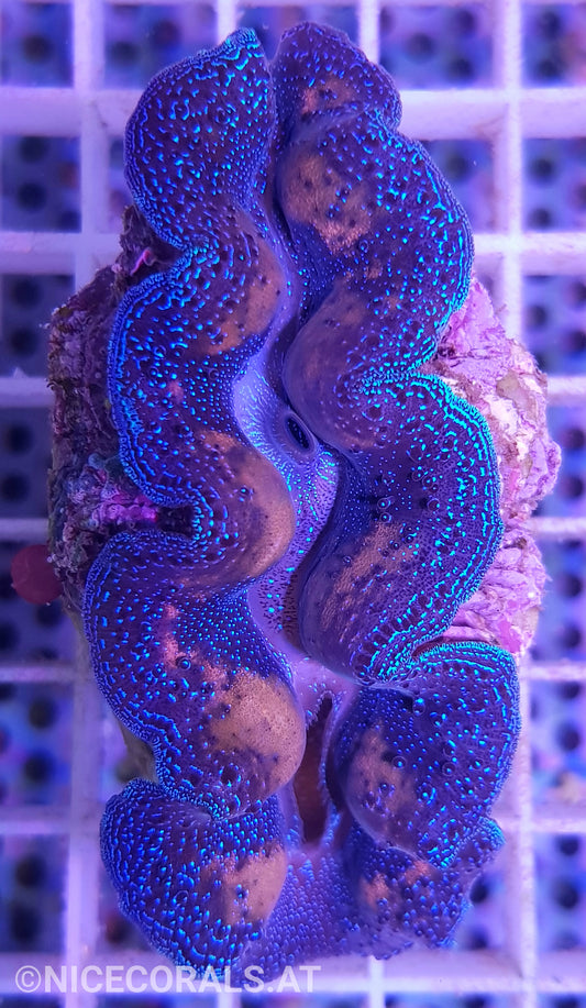 Tridacna crocea 7cm