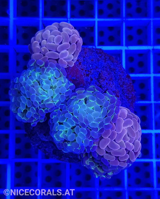 Euphyllia Paraancora Mix 4-5 Heads