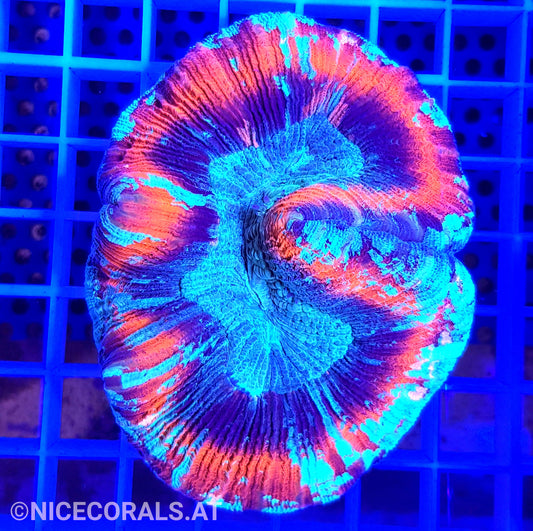 Trachyphyllia